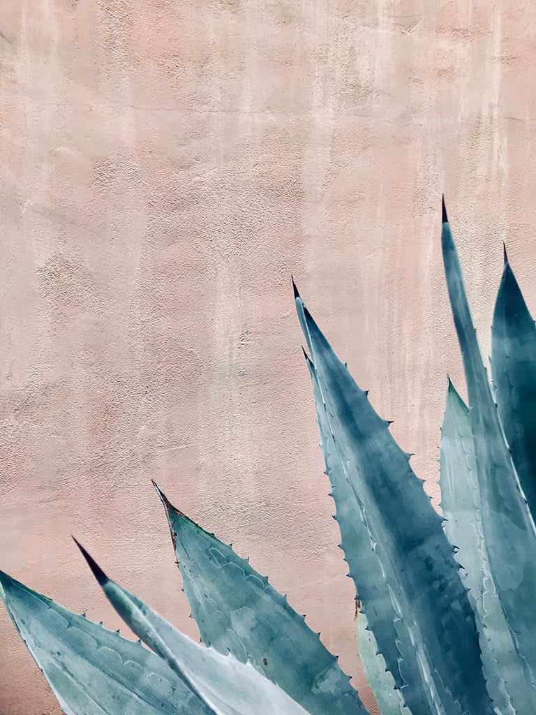 Blue agave at Ganna Walska Lotusland. Bek Stone → https://bek.is